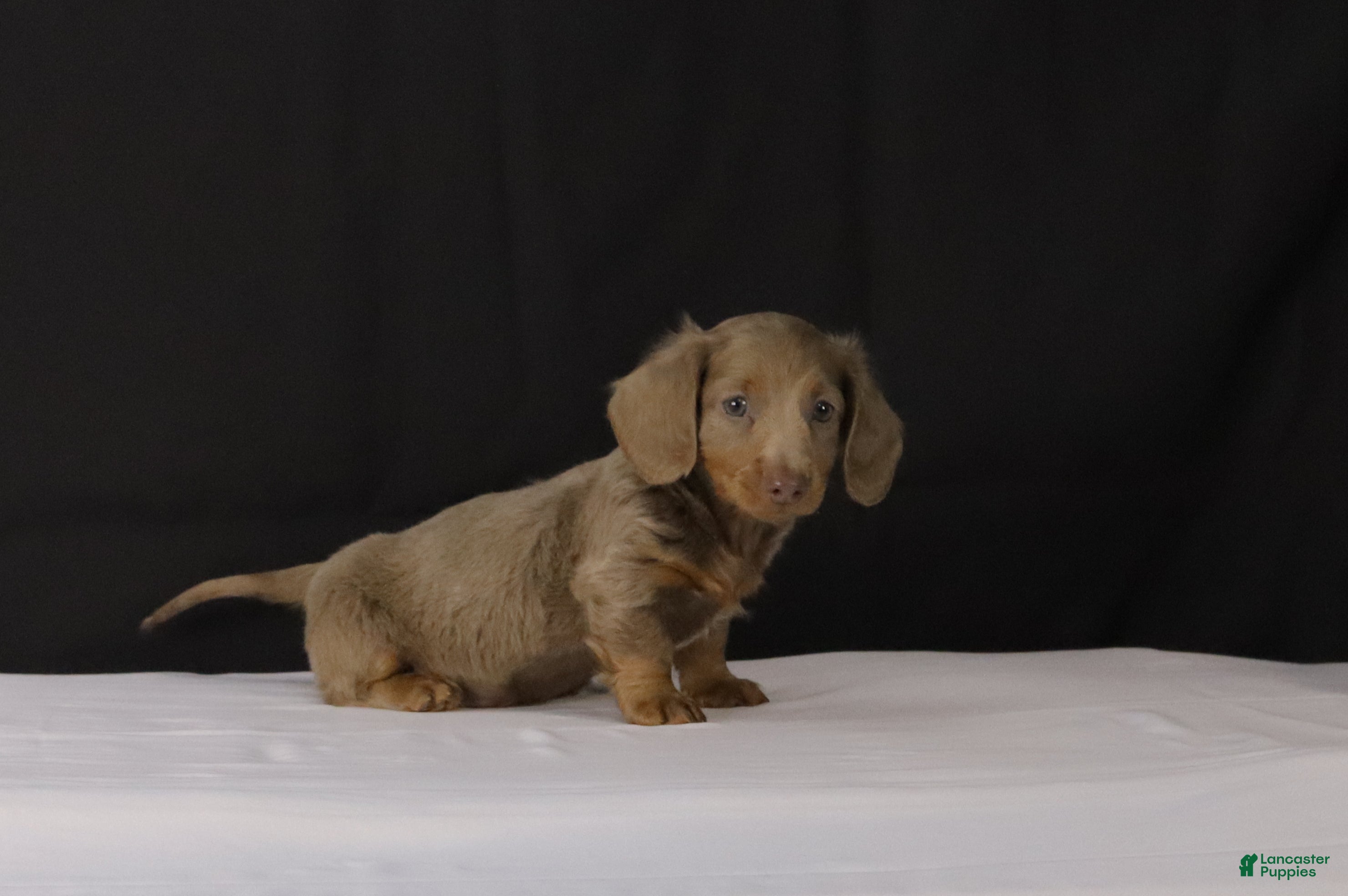 Dachshund dogs for sale: Bobby - Ad 2