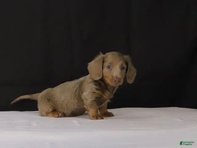 Dachshund dogs for sale: Bobby - Ad 2
