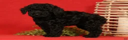Miniature Poodle dogs for sale: Chip - Ad 2