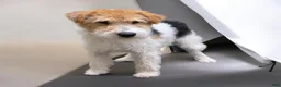 Wire Fox Terrier dogs for sale: Wire Fox Terrier 2 - Ad 5