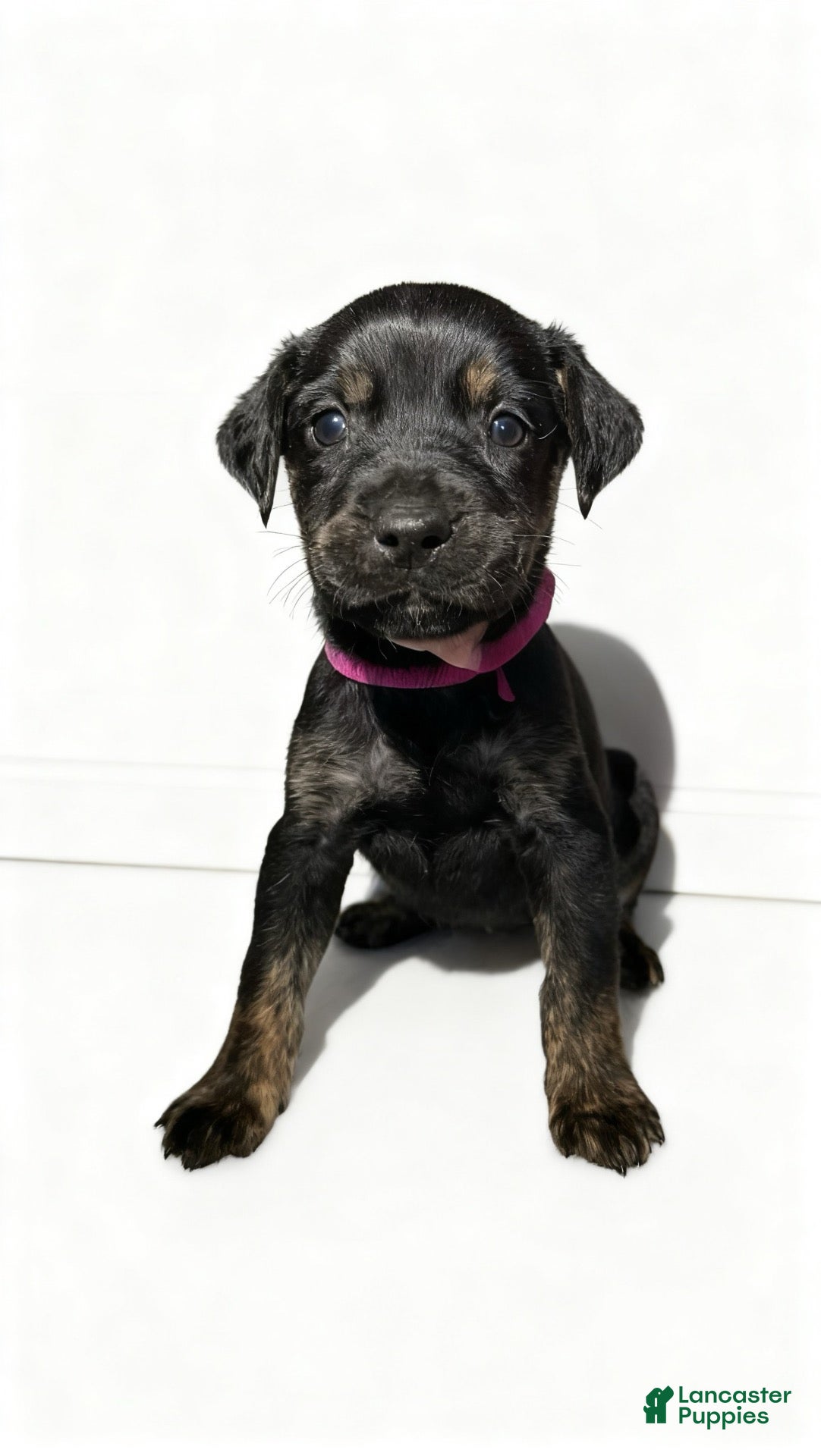 Mixed Breed dogs for sale: zara - Ad 12