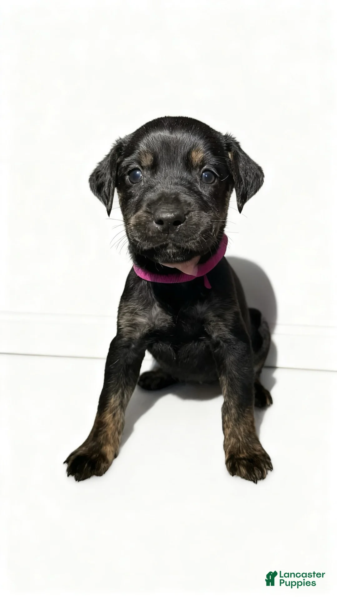 Mixed Breed dogs for sale: zara - Ad 1