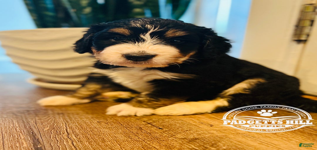 Gallery Image {{count}}