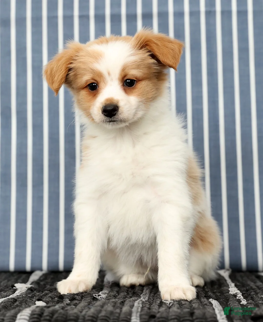 Papillon dogs for sale: Munro - Ad 2