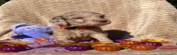 Labradoodle dogs for sale: Maple - Ad 3