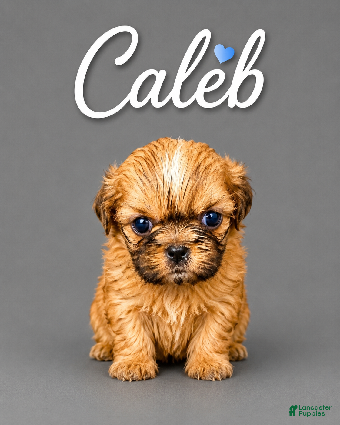 Shih Tzu dogs Caleb - Ad 16