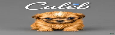 Caleb