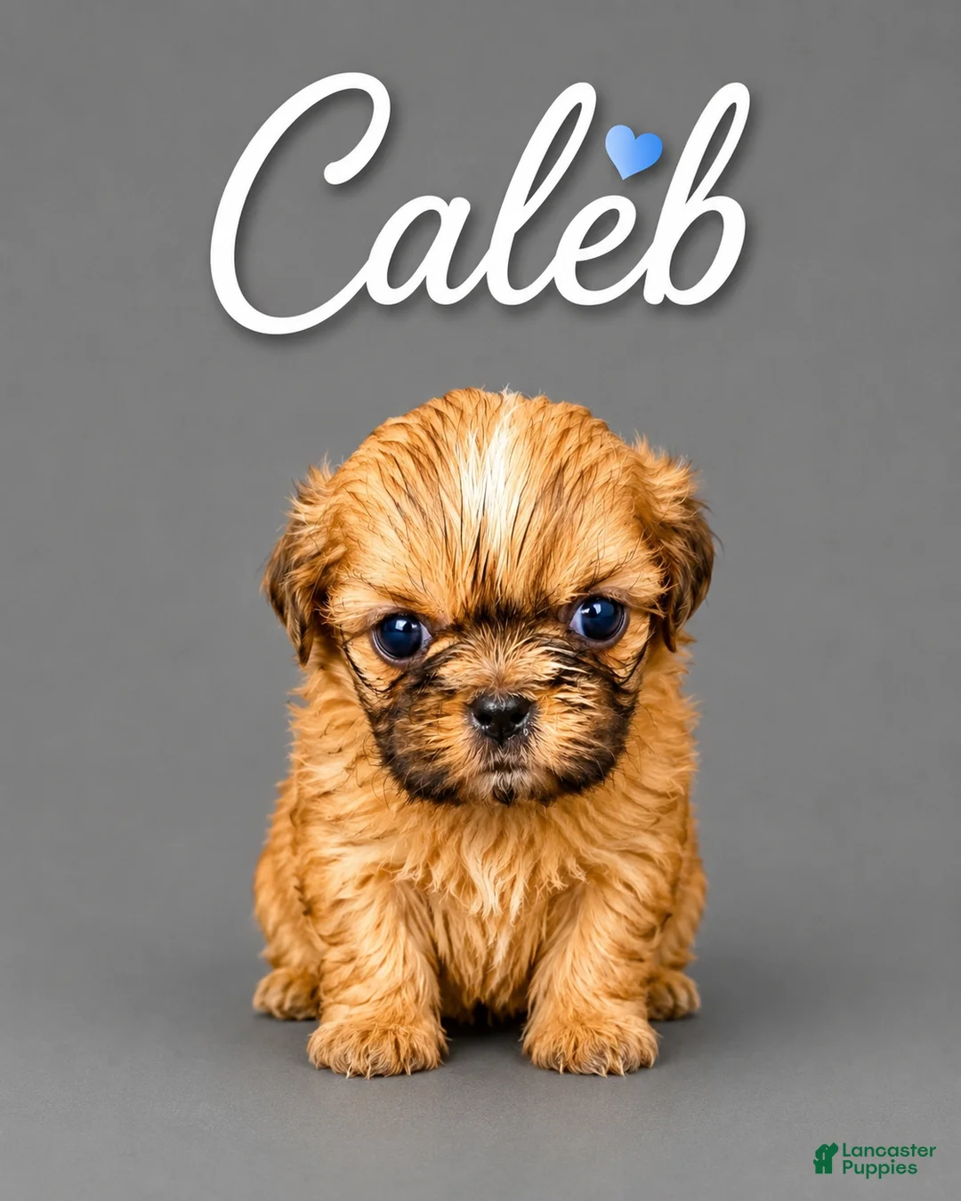 Shih Tzu dogs for sale: Caleb - Ad 1