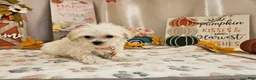 Maltipoo dogs for sale: Carson - Ad 3