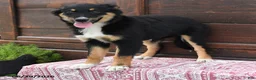 Miniature Australian Shepherd dogs for sale: Gretel - Ad 3
