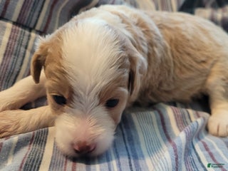 Mixed Breed dogs - Ad 22