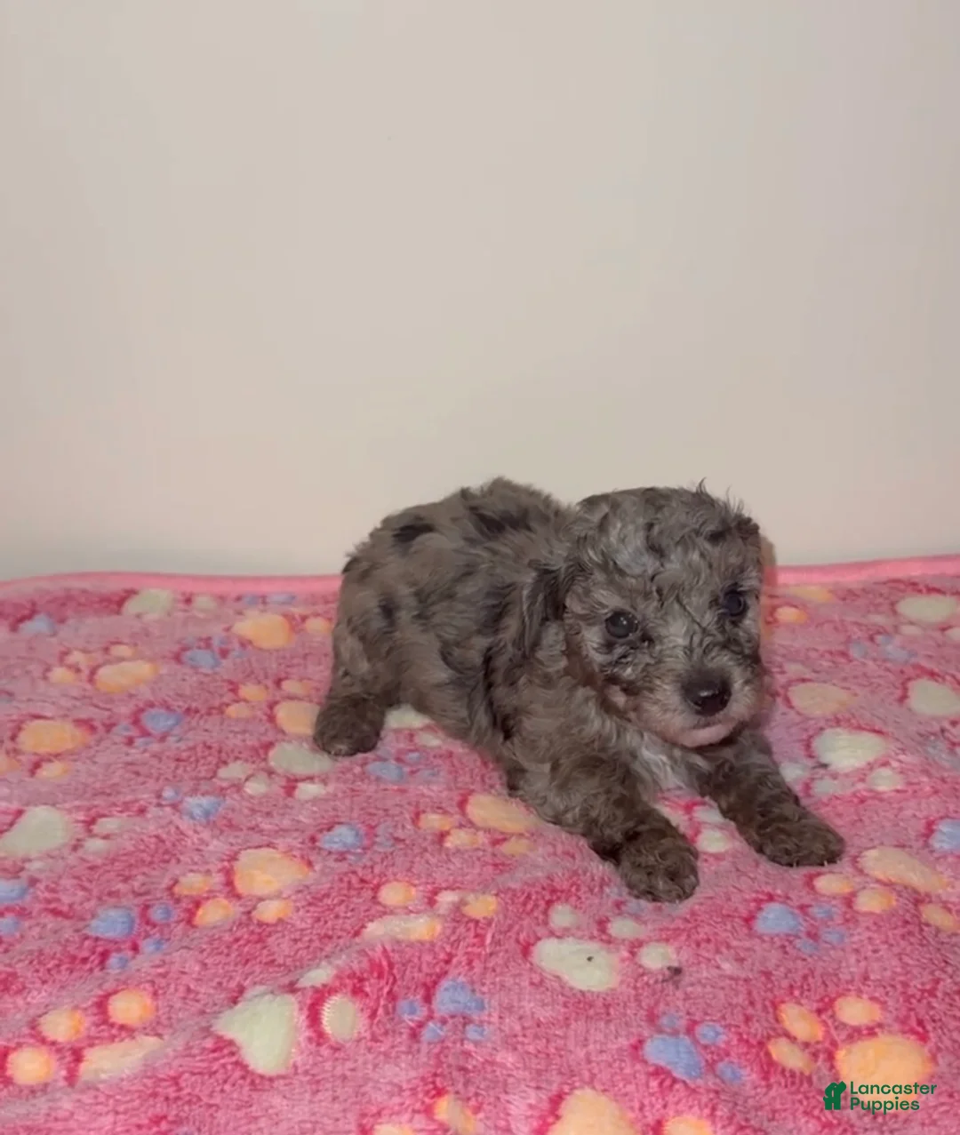 Miniature Poodle dogs for sale: Miniature Poodle 3 - Ad 2