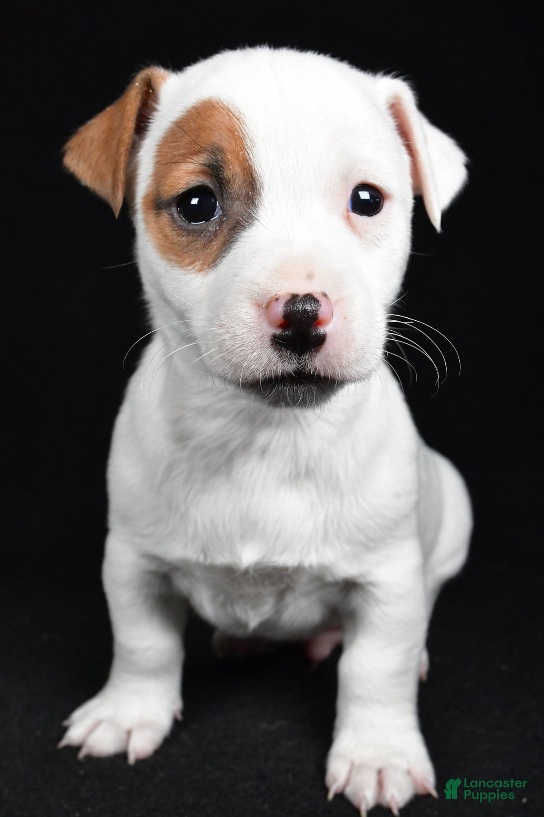 Jack Russell Terrier dogs for sale: Spots - Ad 2