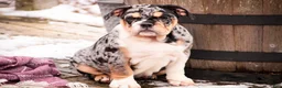 English Bulldog dogs for sale: Glitter - Ad 6