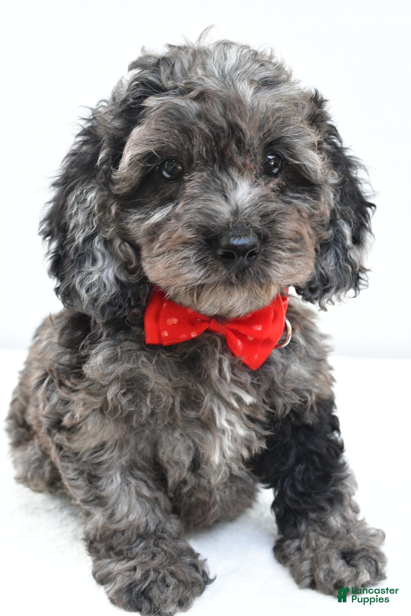 Cockapoo dogs Orsan - Ad 2
