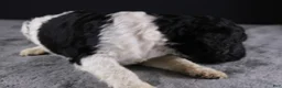 Standard Poodle dogs for sale: Willie N - Ad 4
