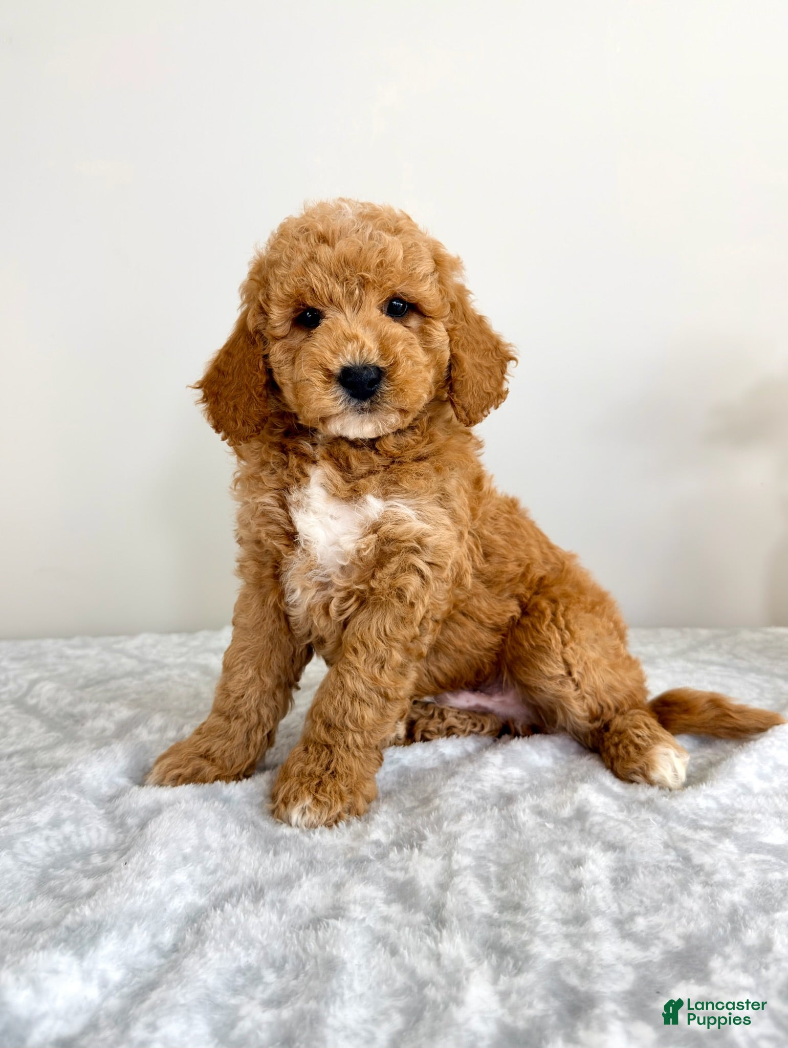 Mini Goldendoodle dogs Gunther - Ad 20