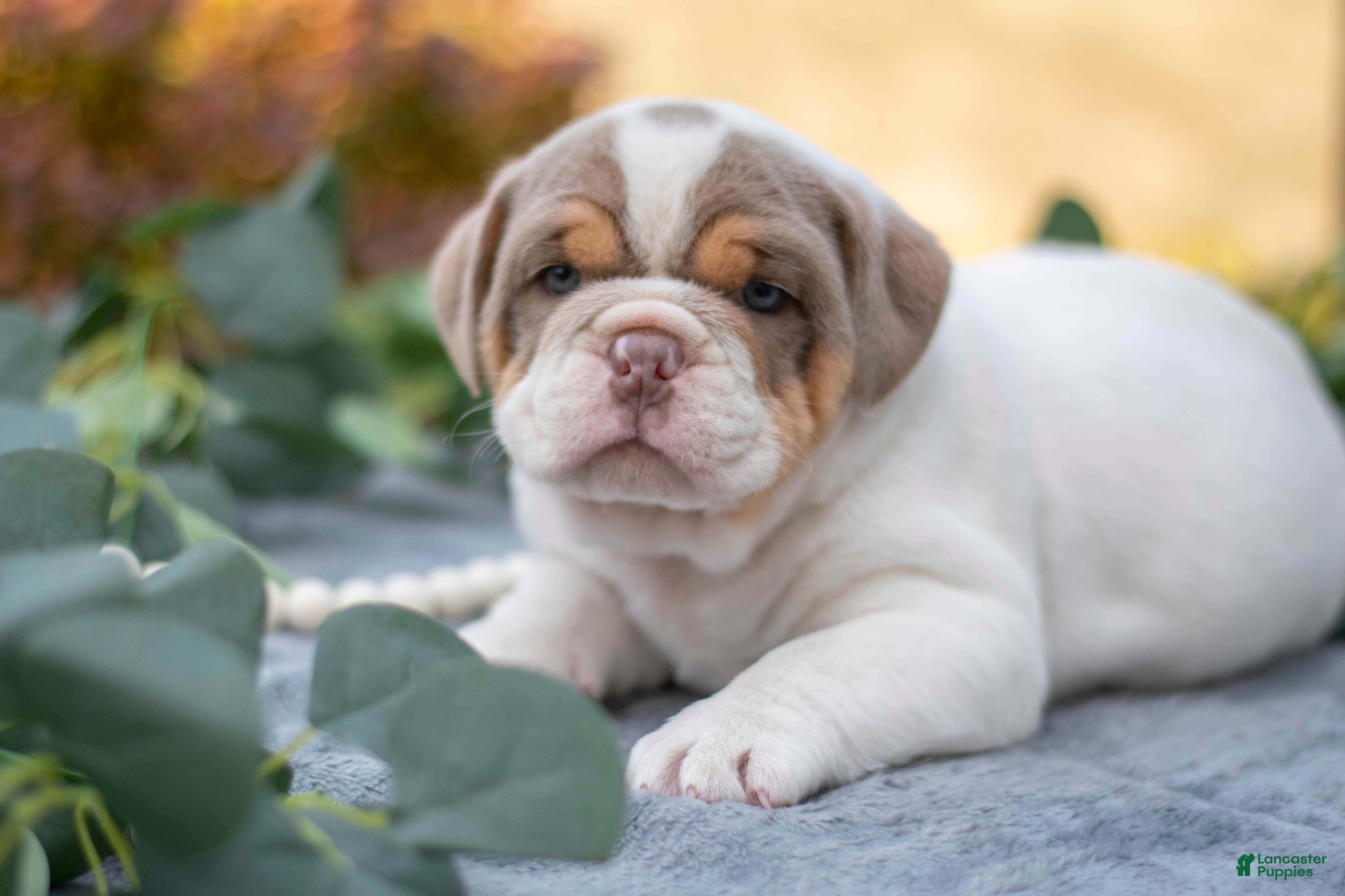 Mixed Breed dogs Beatle - Ad 28