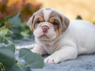 Mixed Breed dogs - Ad 12