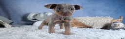 Miniature Pinscher dogs for sale: ALEX - Ad 5