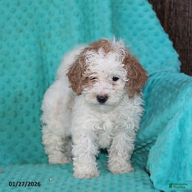 Bichpoo dogs Hannah - Ad 10