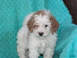 Bichpoo dogs Hannah - Ad 10