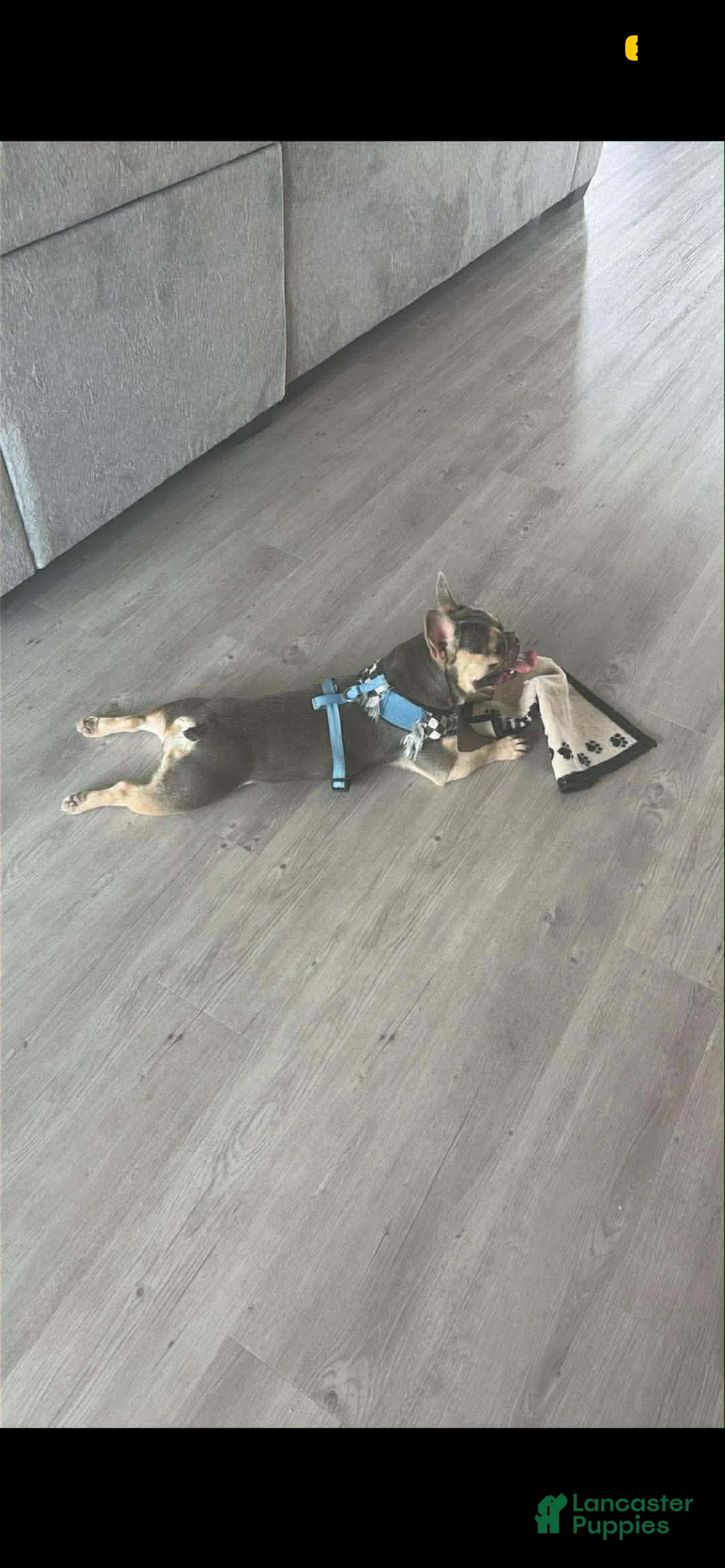 French Bulldog dogs for sale: Chanel French Bulldog  - Ad 3