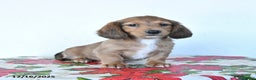 Miniature Dachshund dogs for sale: Buster - Ad 2