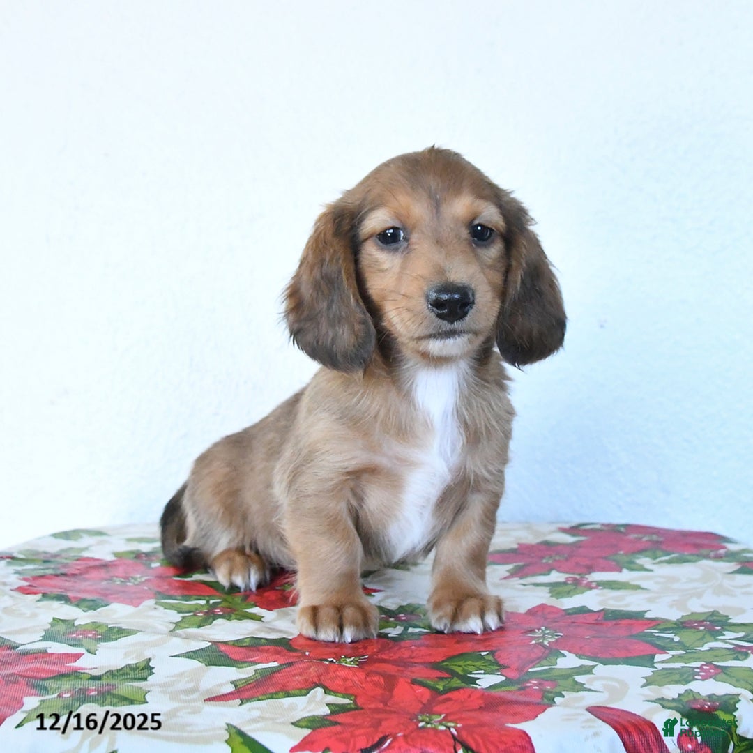 Miniature Dachshund dogs for sale: Buster - Ad 2