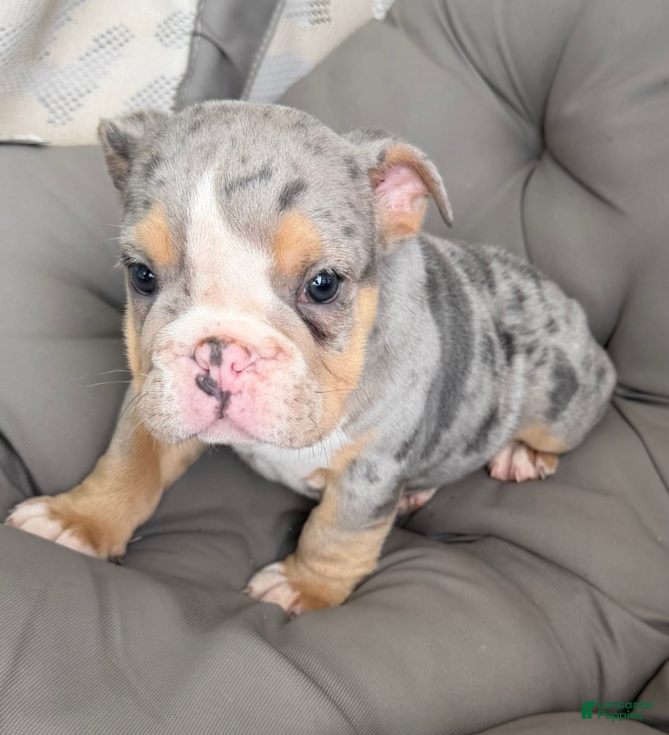 English Bulldog dogs lynn- TAKE HOME TODAY - Ad 4