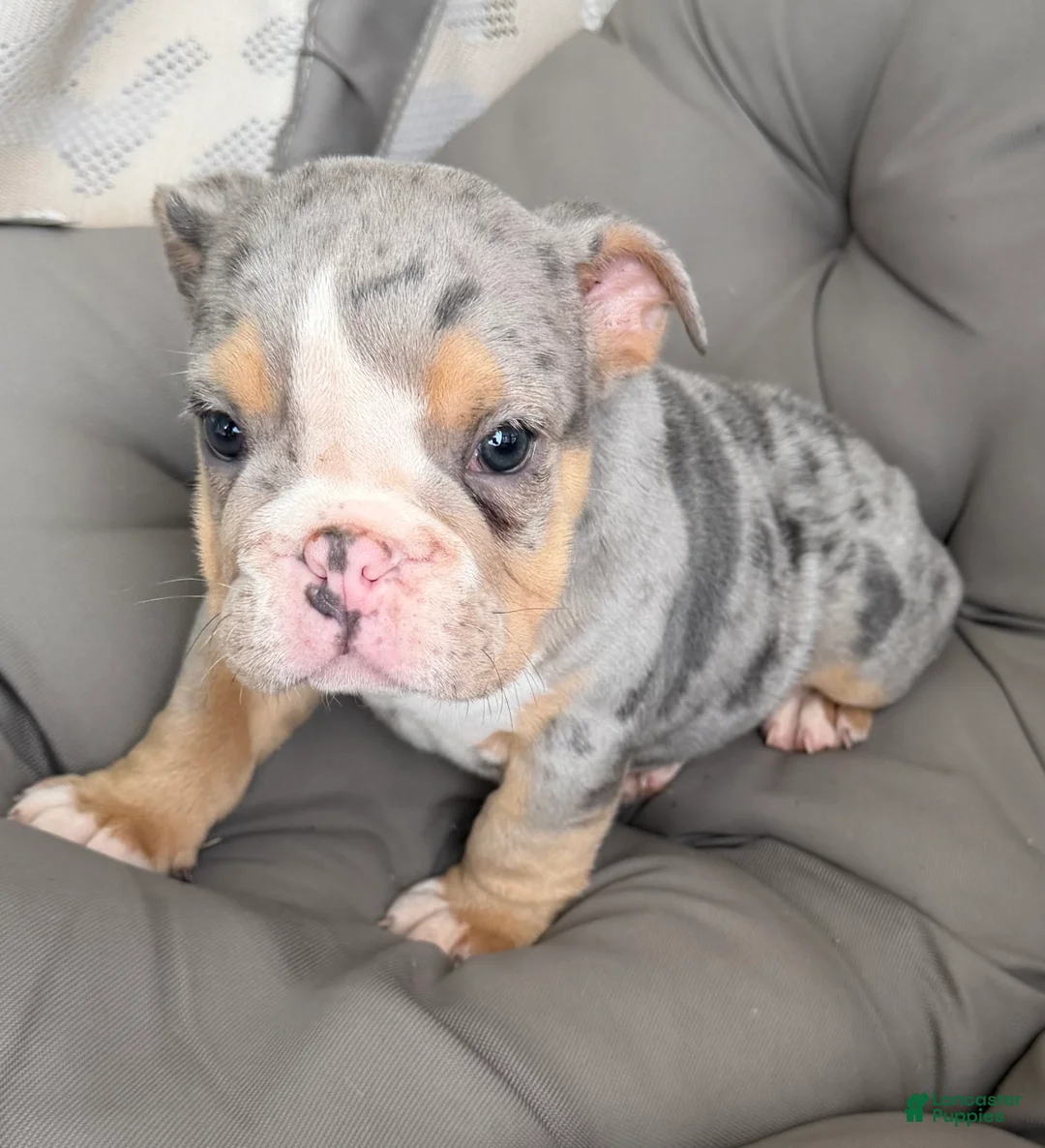 English Bulldog dogs for sale: lynn- TAKE HOME TODAY - Ad 1