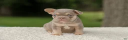 French Bulldog dogs for sale: Denver - Ad 12