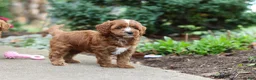 Cavapoo dogs for sale: Autumn - Ad 13