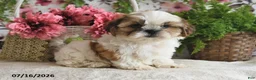 Shih Tzu dogs for sale: Duke - Ad 4
