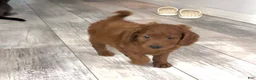 Goldendoodle dogs for sale: Goldendoodle 4 Oliver - Ad 5