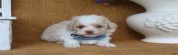 Toy Poodle dogs for sale: Dean - Ad 2