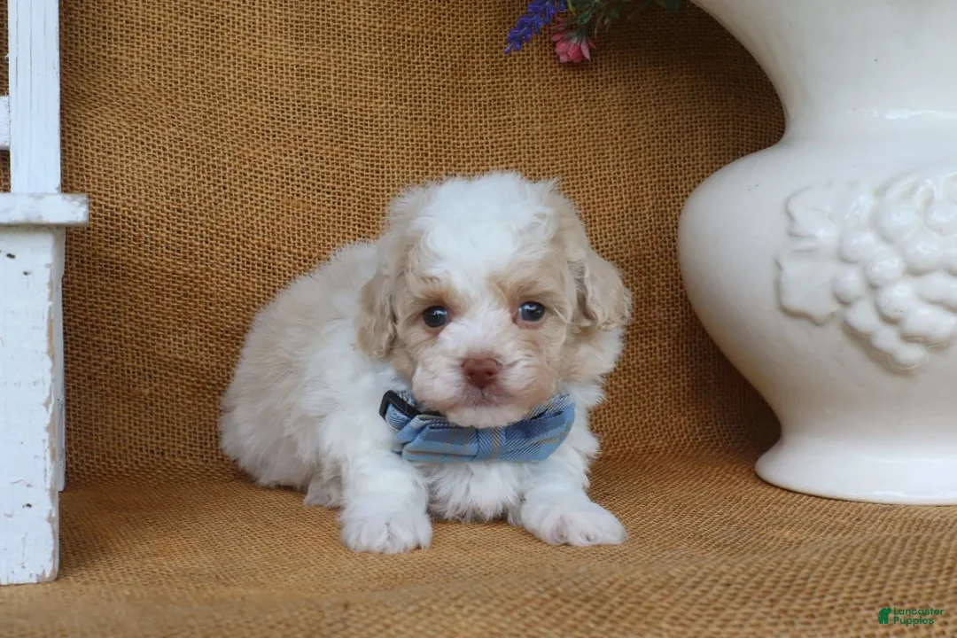 Toy Poodle dogs for sale: Dean - Ad 2