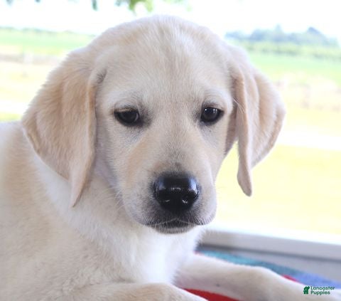 Labrador Retriever dogs Mason  - Special price - Ad 1