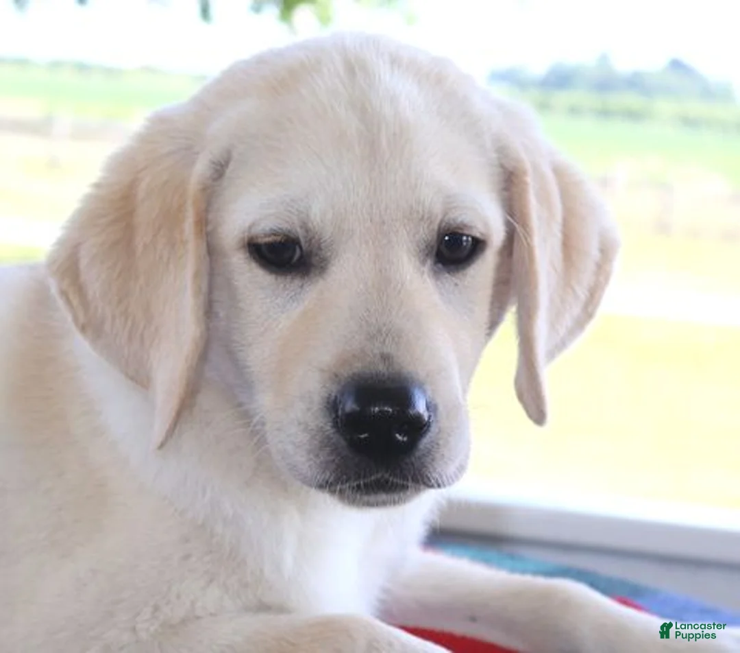 Labrador Retriever dogs for sale: Mason  - Special price - Ad 1