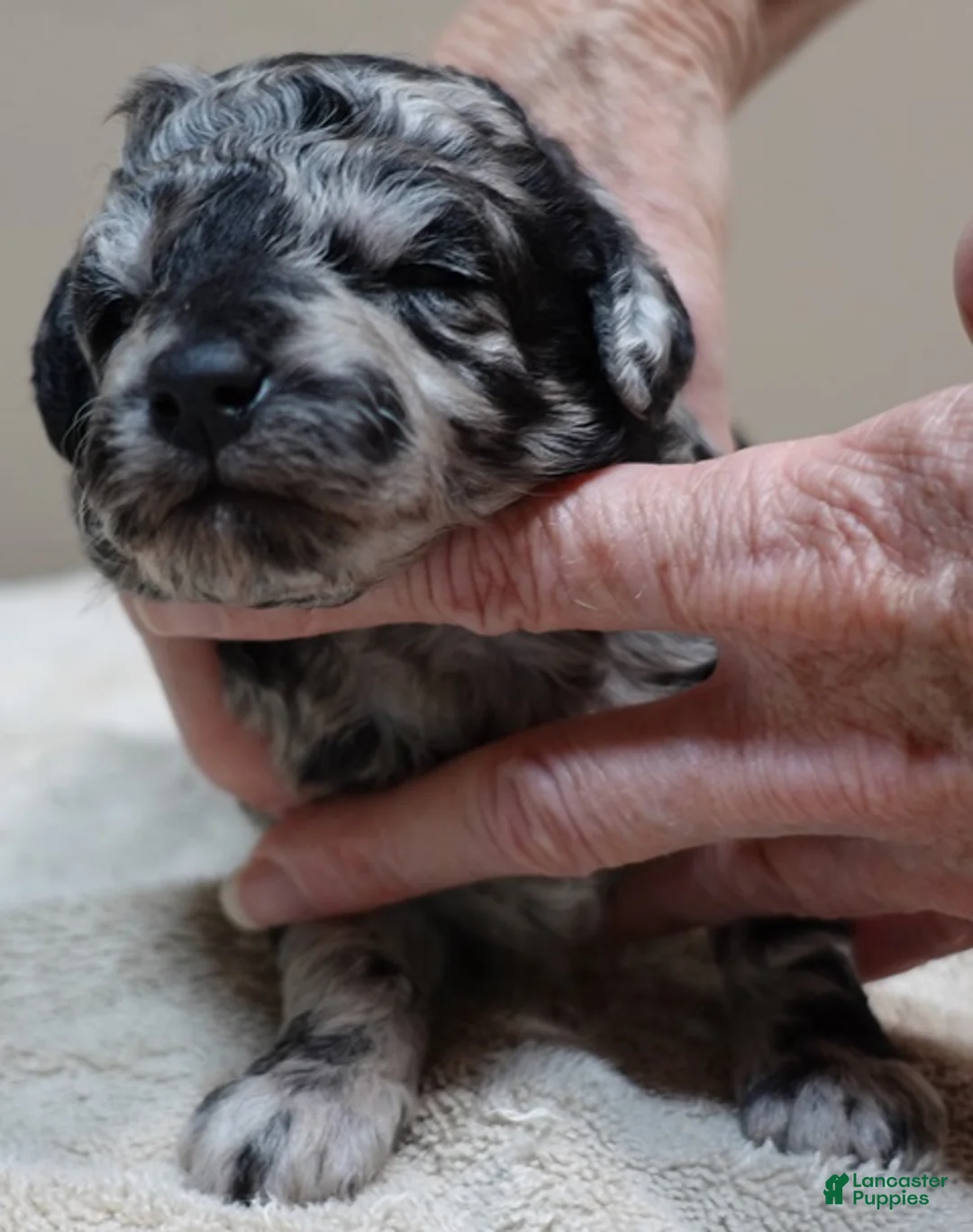 Toy Poodle dogs for sale: Marley blue merle - Ad 1