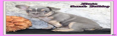 Gloria Female AKC French Bulldog