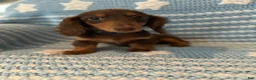Miniature Dachshund dogs for sale: Puppy 1 - Ad 1