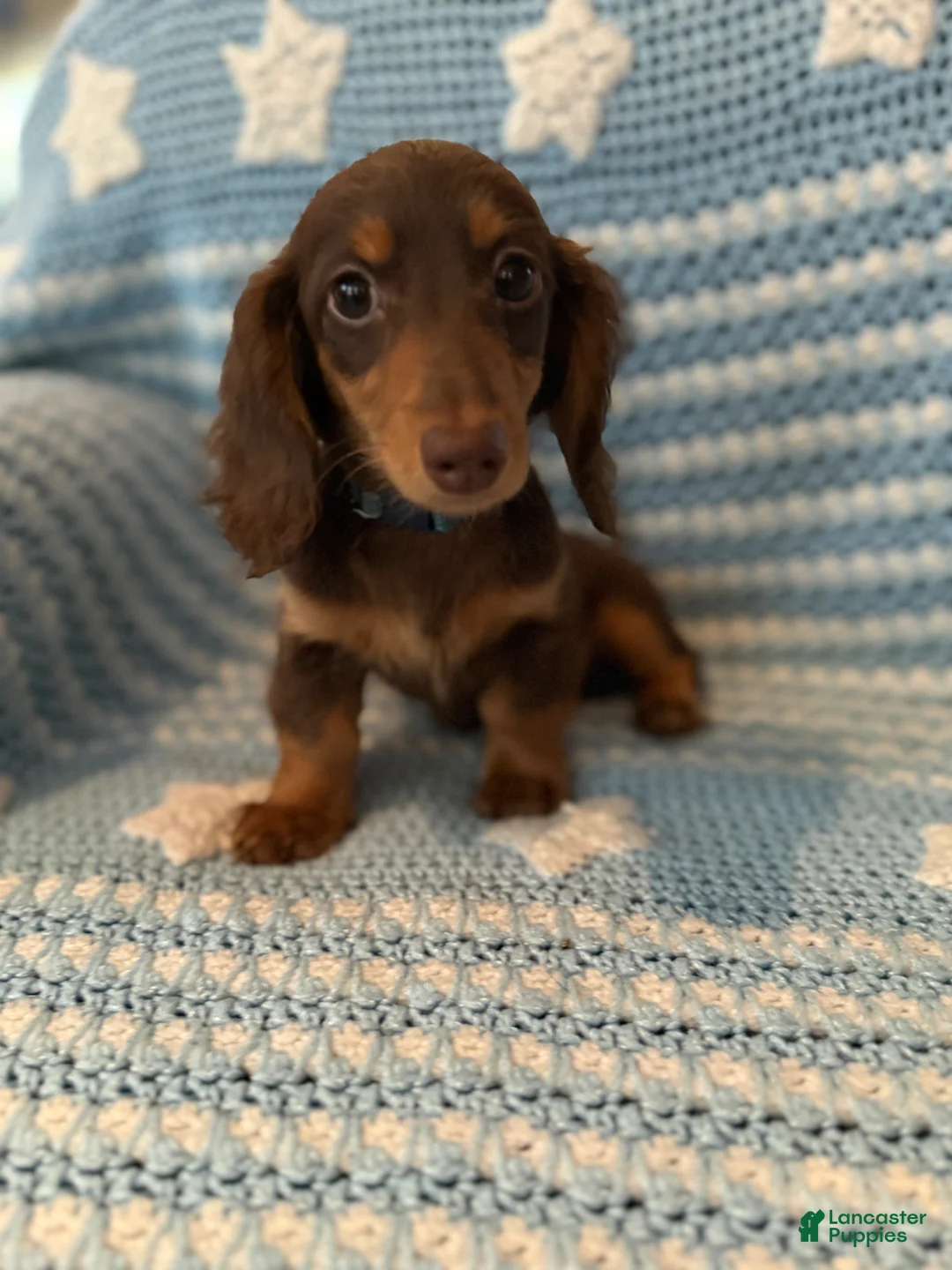 Miniature Dachshund dogs for sale: Puppy 1 - Ad 1