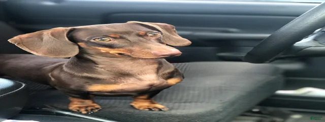 Buster