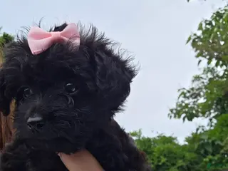 Yorkiepoo dogs for sale: Yorkiepoo 3 pink collar female 💗 - Ad 3