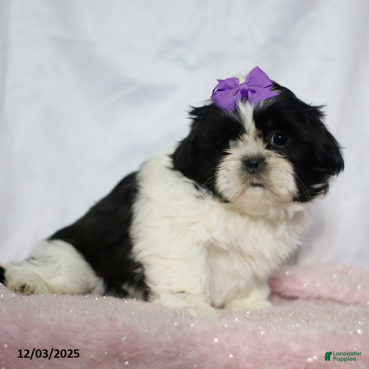 Shih Tzu dogs Jillian - Ad 38