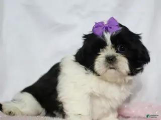 Shih Tzu dogs Jillian - Ad 34