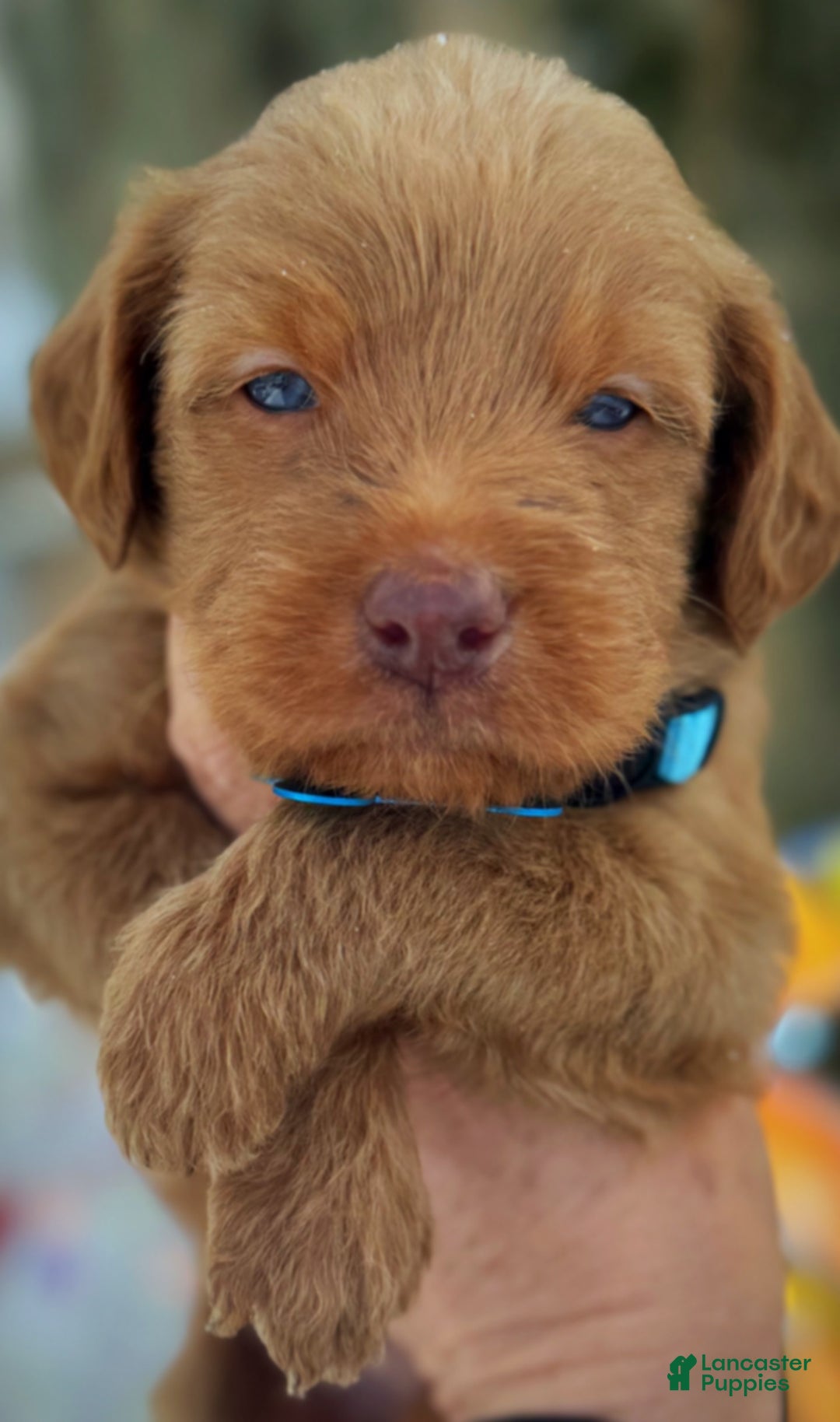 Labradoodle dogs for sale: Labradoodle Puppy 1 - Ad 8