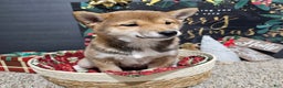 Shiba Inu dogs for sale: Mika - Ad 2