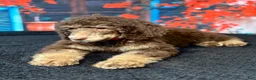 Standard Poodle dogs for sale: Daisy - Ad 5